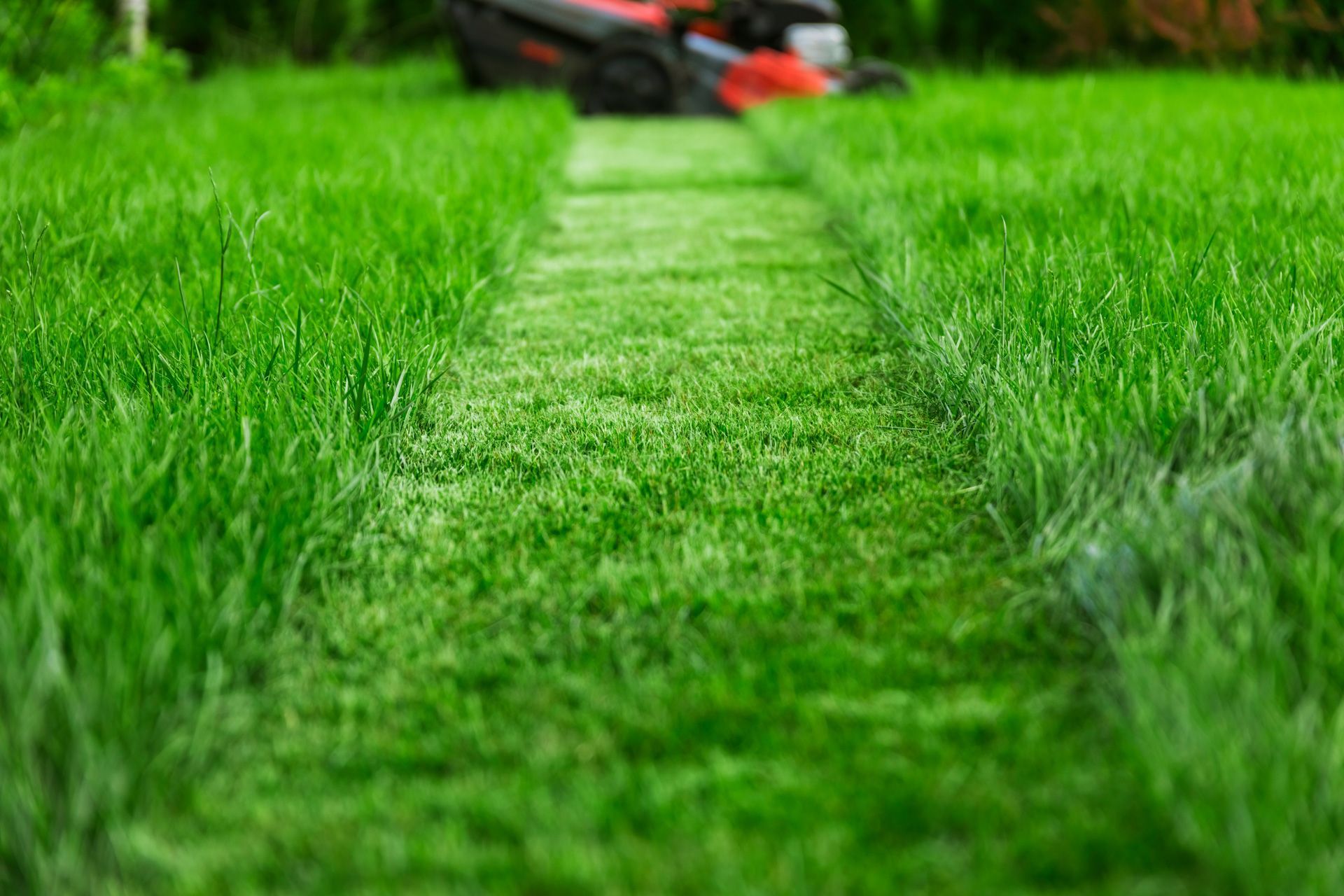 A person is mowing a lush green lawn with a lawn mower.