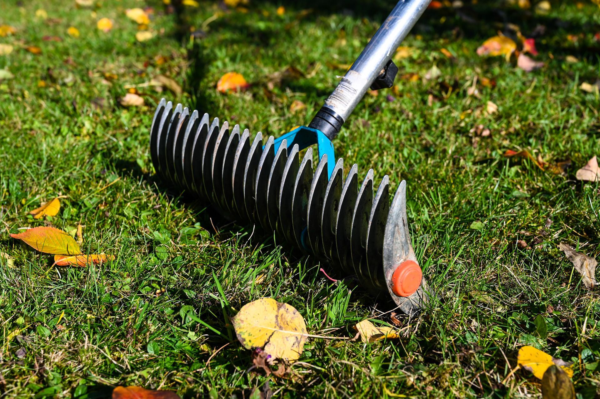 A rake is sitting on top of a lush green lawn.