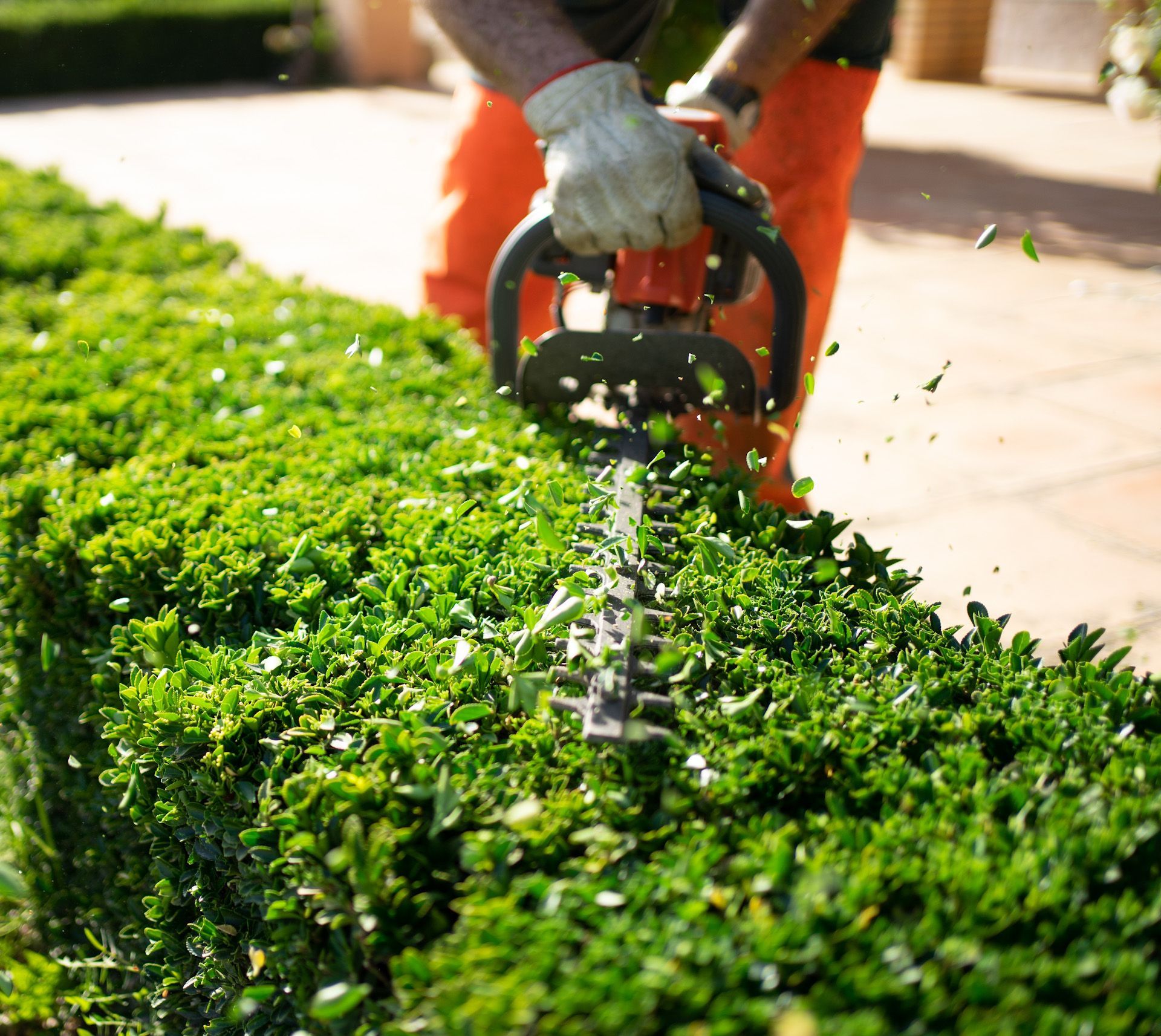 A man is cutting a hedge with a hedge trimmer.
