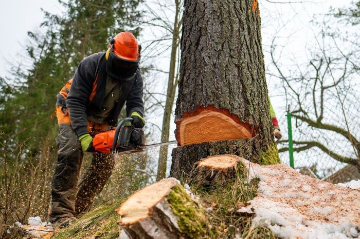 Worker wearing safety gear cuts down a large tree with a chainsaw, creating a wedge cut at the tree’s base in a forest.
