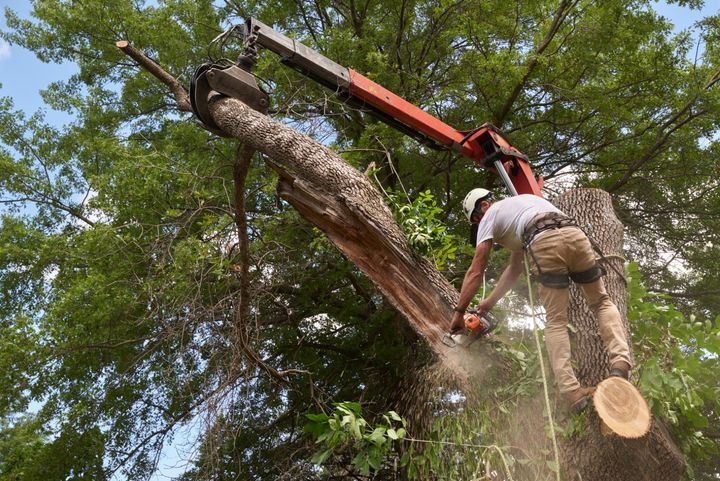 Arborist using chainsaw to cut large tree branch while secured with harness gear, assisted by a crane in a wooded area.