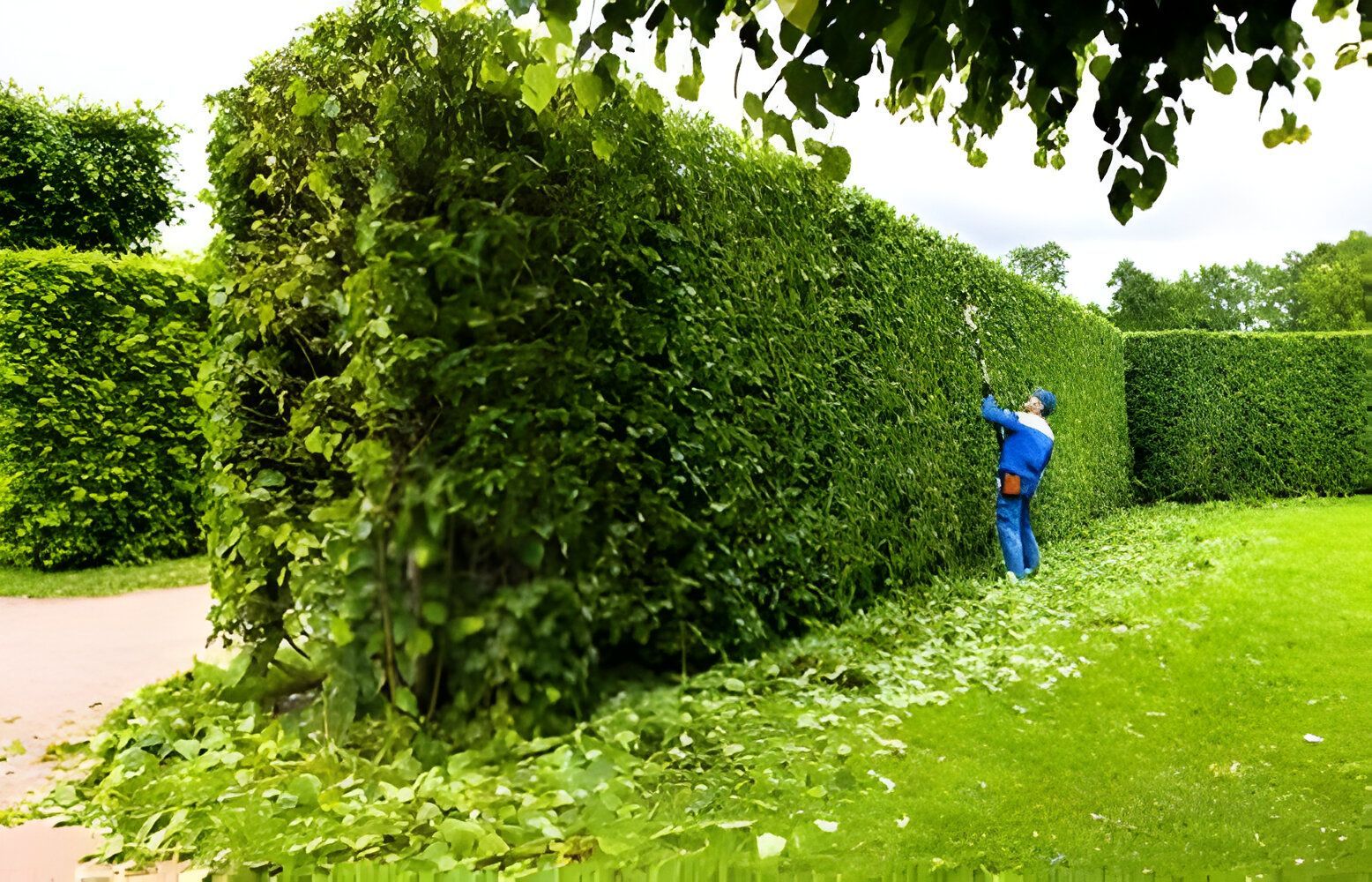 Hedge Trimming in progress