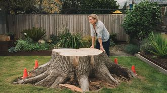 Tree Stumps Removal