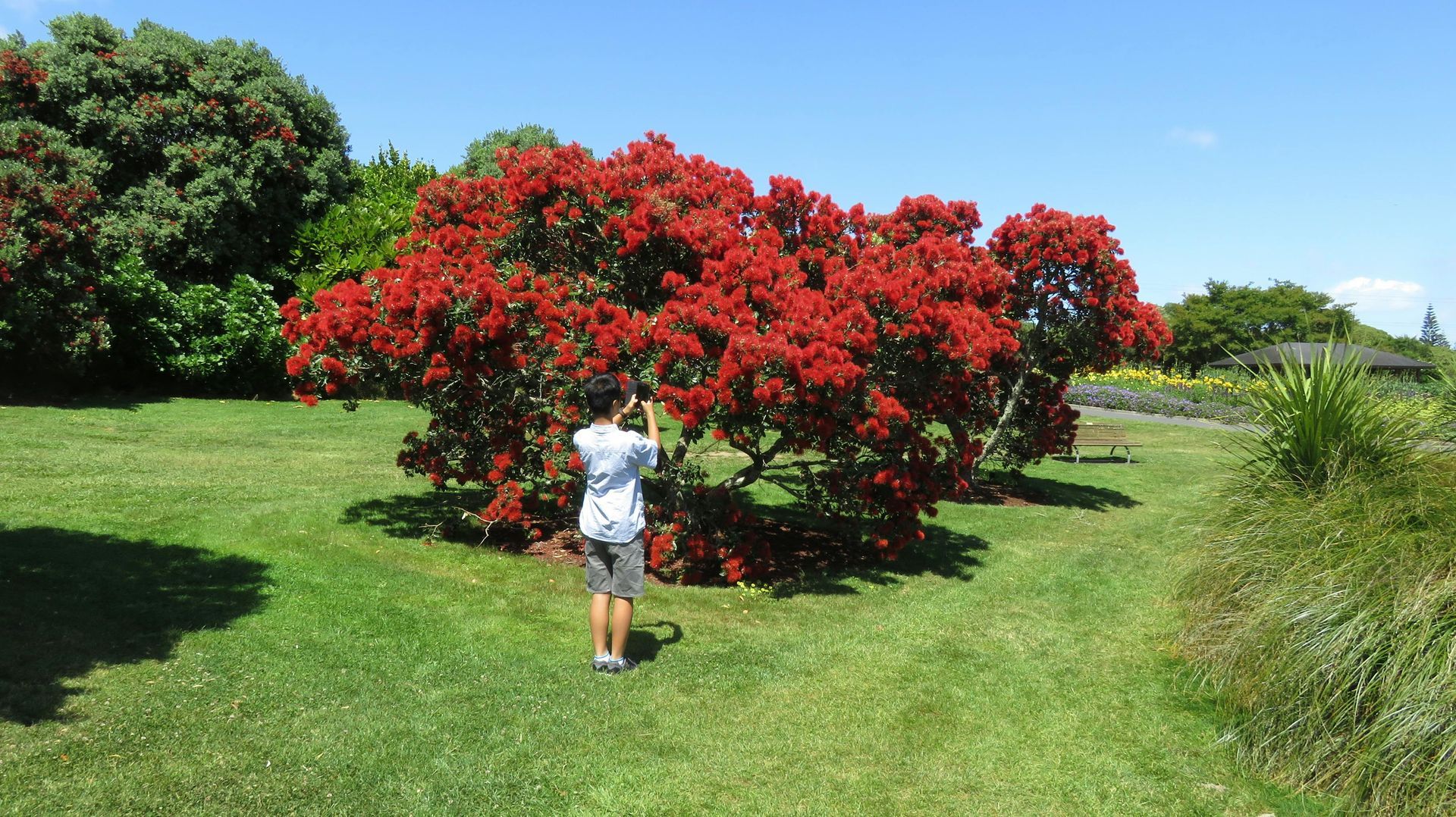 The Pohutukawa Tree.