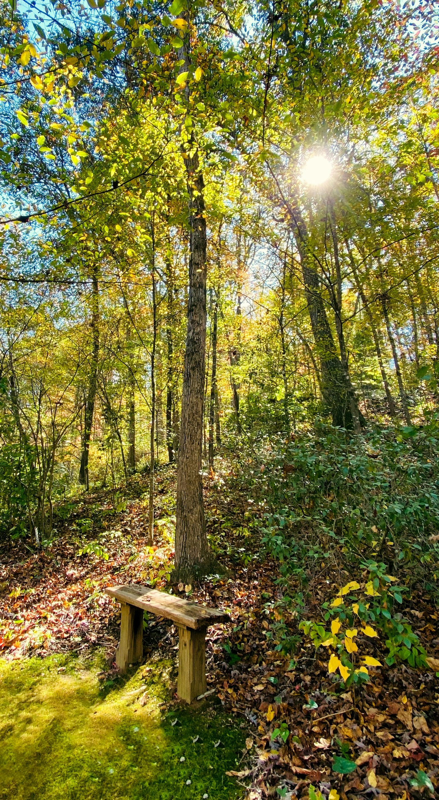Sunlit forest trail with a wooden bench and autumn leaves under tall trees