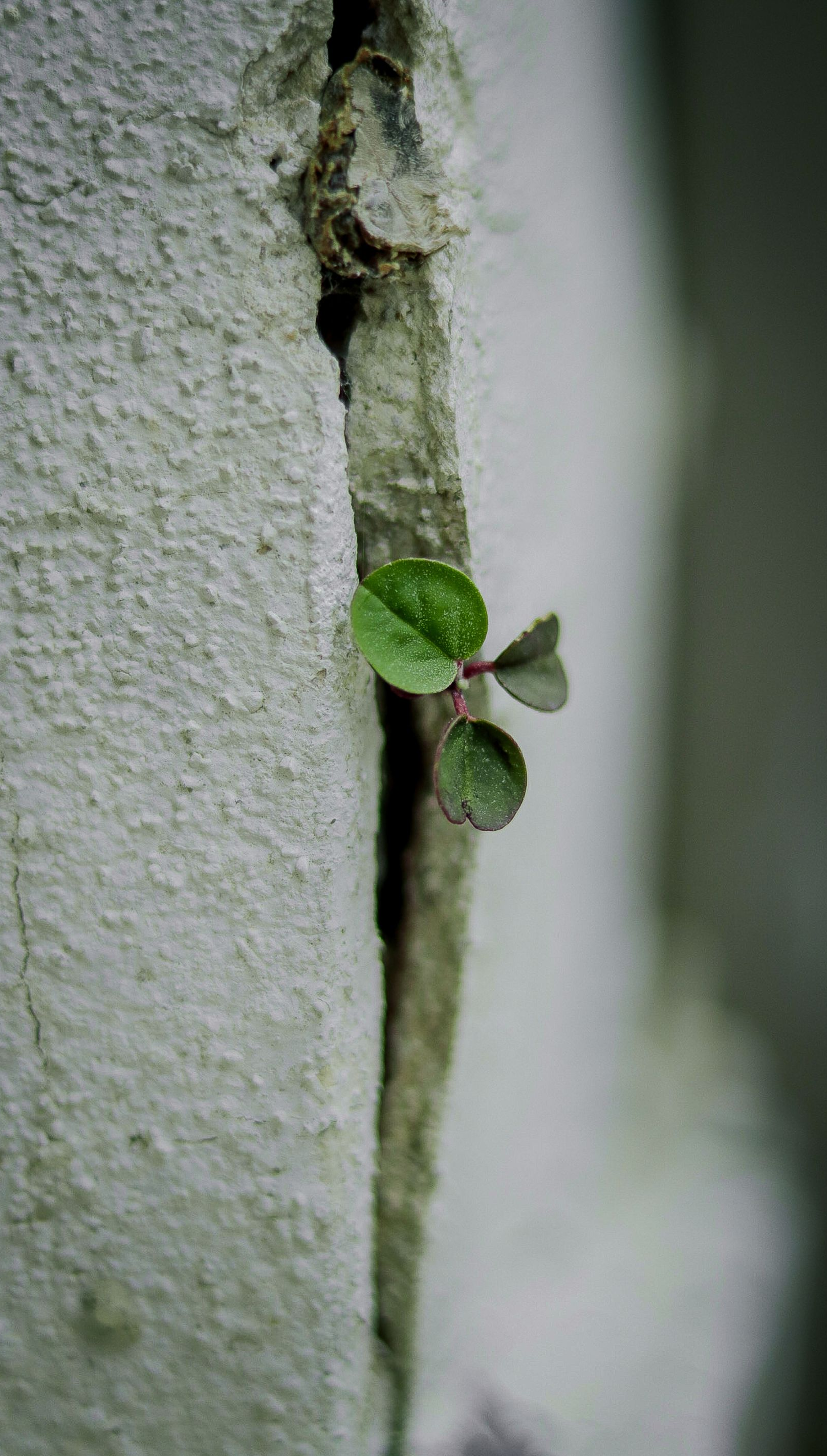 Small green clover sprouting from a crack in a gray wall.