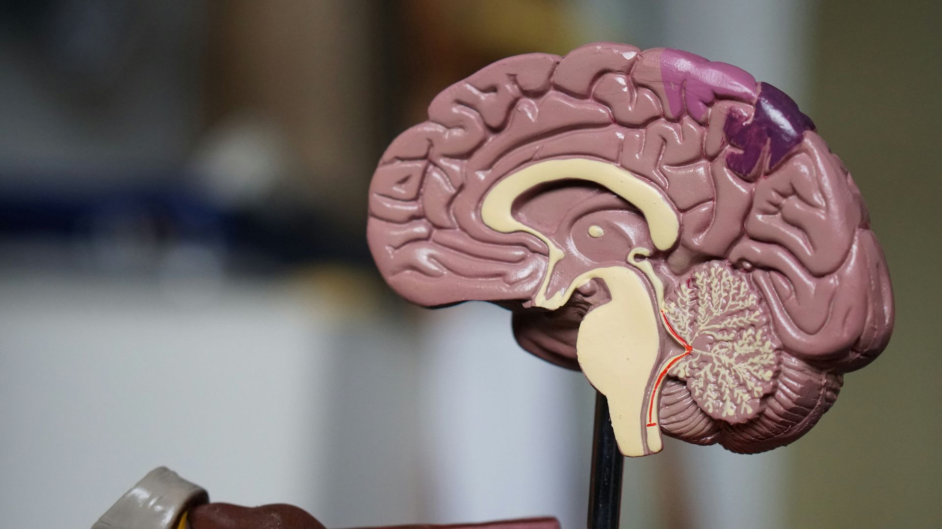 Anatomical brain model on a stand, showing side cross-section with pink and beige parts.
