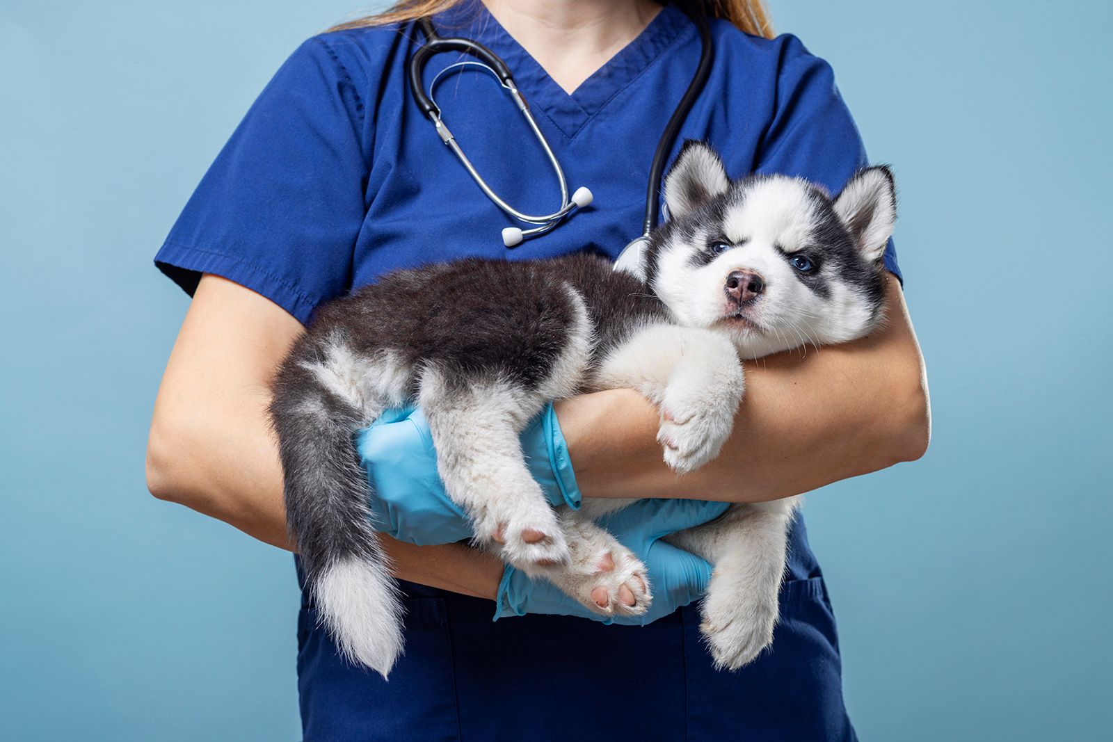 Un veterinario con uniforme azul sostiene un cachorro de husky blanco y negro sobre un fondo azul.