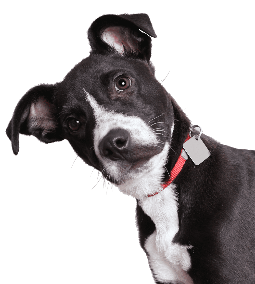 Perro blanco y negro con la cabeza inclinada, con un collar rojo y una etiqueta en blanco.icon