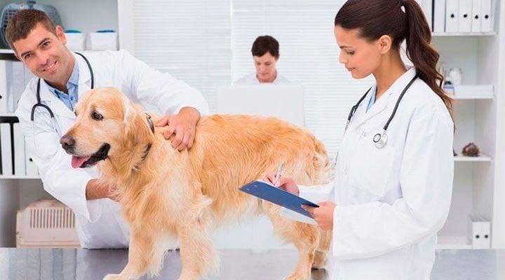 Veterinarios examinando a un golden retriever en la clínica; uno sonriendo, el otro tomando notas. Estantes con suministros al fondo.