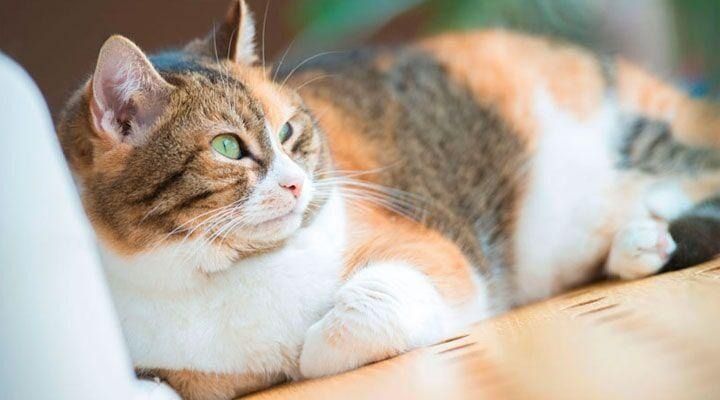 Gato calicó con ojos verdes descansando sobre una superficie de madera, mirando hacia la izquierda.