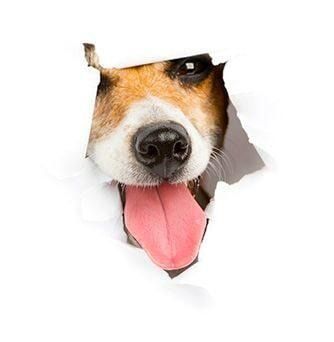 Cara de perro con la lengua afuera asomándose a través de papel blanco rasgado.