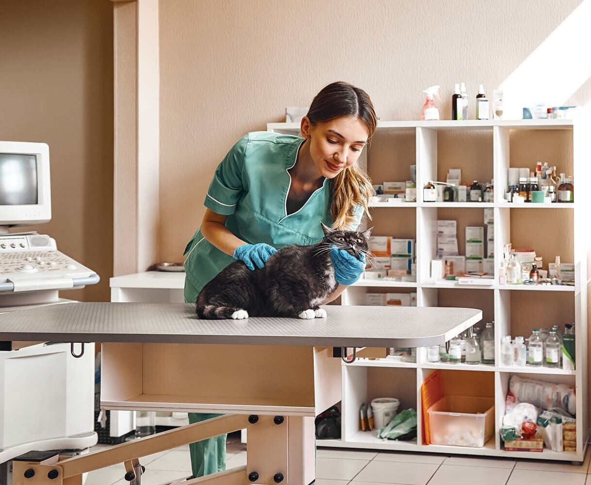 Un veterinario con uniforme verde examina a un gato gris en una mesa en una clínica.
