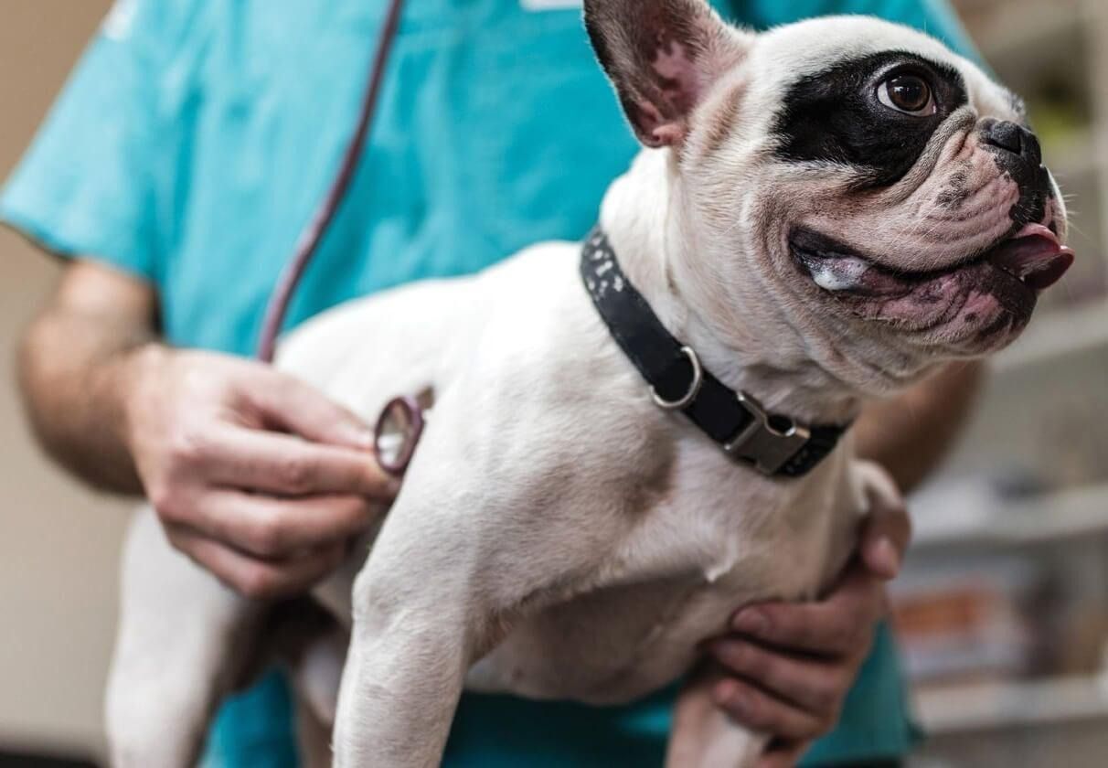 Veterinario examinando un bulldog francés blanco y negro con un estetoscopio en una clínica.