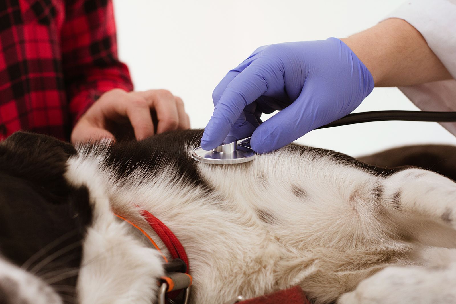 Veterinario con guante azul usando estetoscopio en el pecho del perro; dueño presente.
