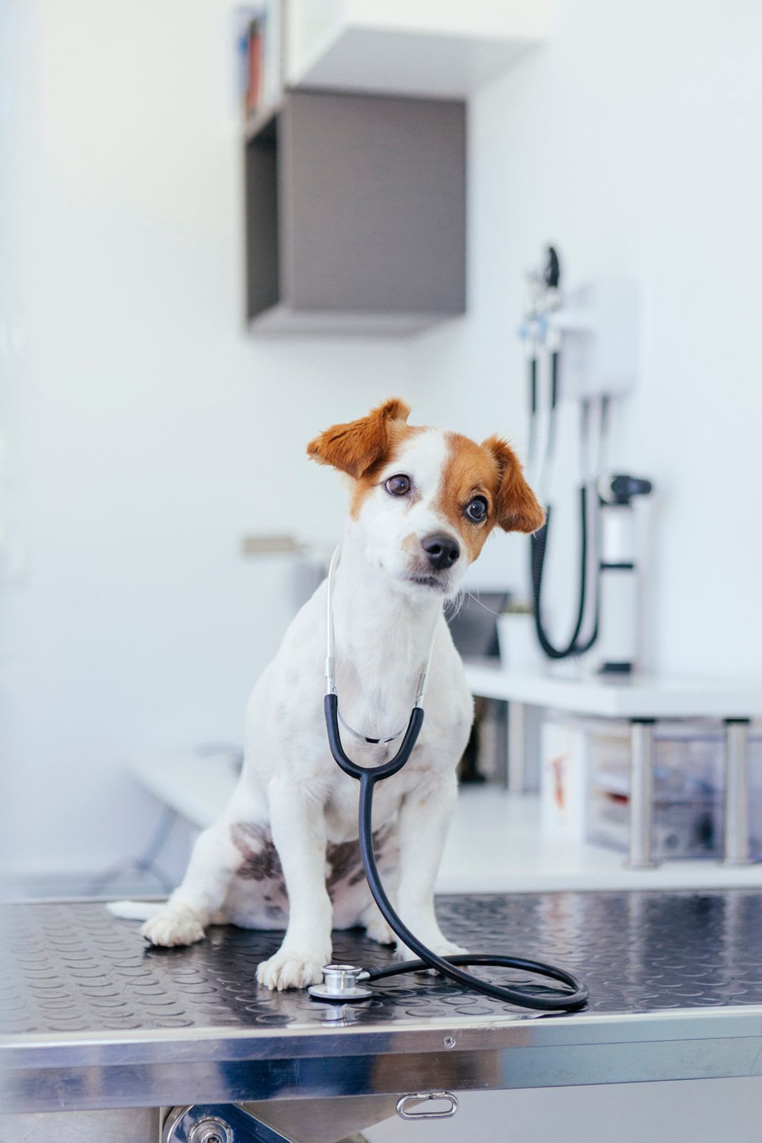 Perro con estetoscopio alrededor del cuello sentado en la mesa de examen en el consultorio del veterinario.