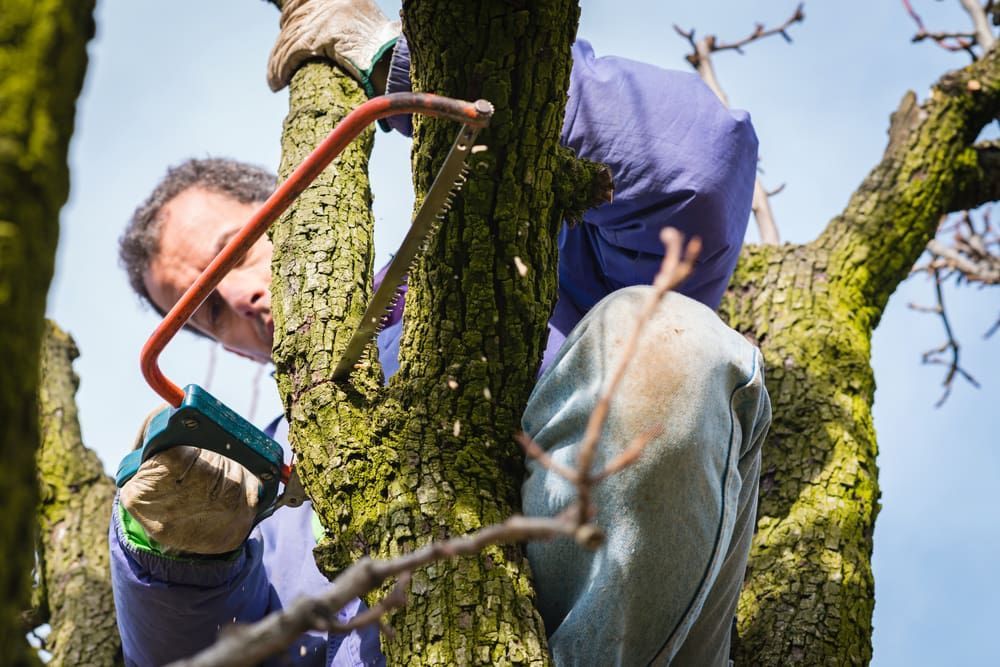 A Man Worker Cutting A Tree Branch With A Saw — Central West Budget Tree Services in Wellington, NSW