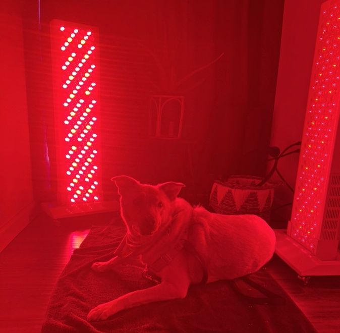 A dog is laying on a bed in front of a red light.