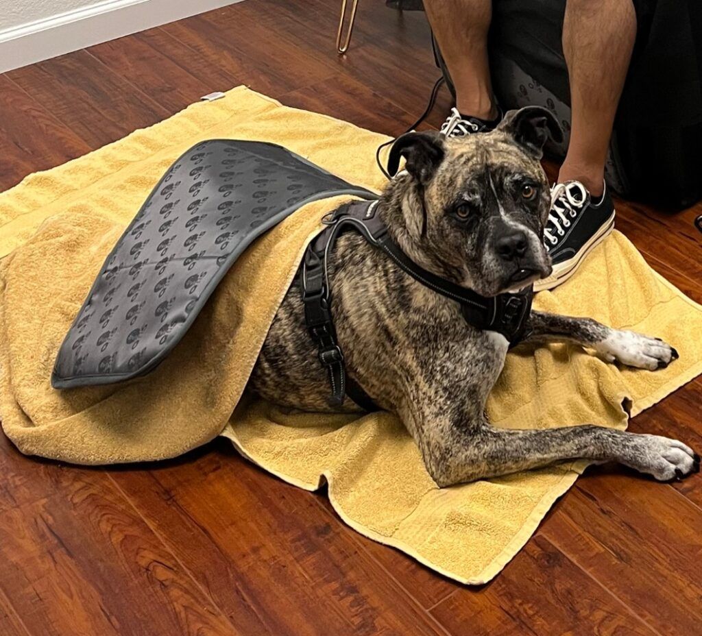 A dog is laying on a towel on a wooden floor.