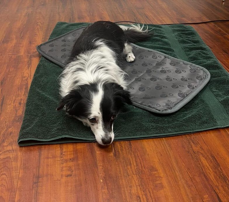 A black and white dog is laying on a green towel on a wooden floor.