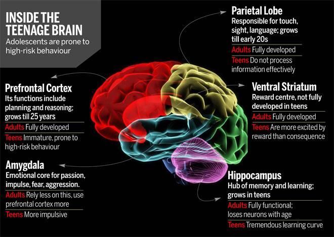 Diagram of a teenage brain 