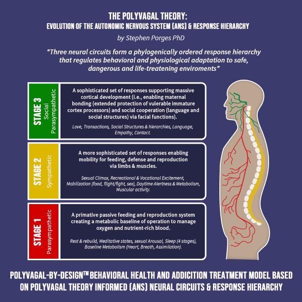 Diagram of the Polyvagal Theory with 3 stages. Colors show nervous system responses from parasympathetic to social.