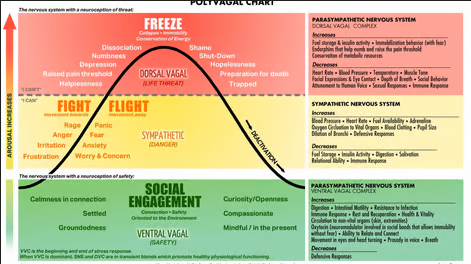 A diagram of a cycle of freeze , fight , flight and social engagement