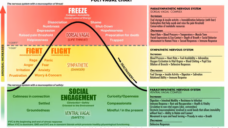 A diagram of a cycle of freeze , fight , flight and social engagement A diagram of a cycle of freeze , fight , flight and social engagement