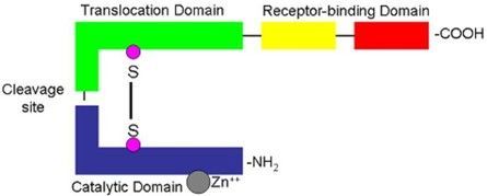 Rappresentazione schematica della tossina botulinica. In blu è rappresentata la catena leggera (dominio catalitico), in verde è rappresentata la catena pesante (dominio di traslocazione) mentre in giallo e rosso sono rappresentati i domini di legame al recettore. Rappresentazione schematica della tossina botulinica. In blu è rappresentata la catena leggera (dominio catalitico), in verde è rappresentata la catena pesante (dominio di traslocazione) mentre in giallo e rosso sono rappresentati i domini di legame al recettore.