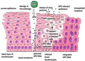 Ciclo di vita di HPV Ciclo di vita di HPV