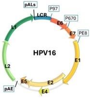Genoma del virus HPV Genoma del virus HPV
