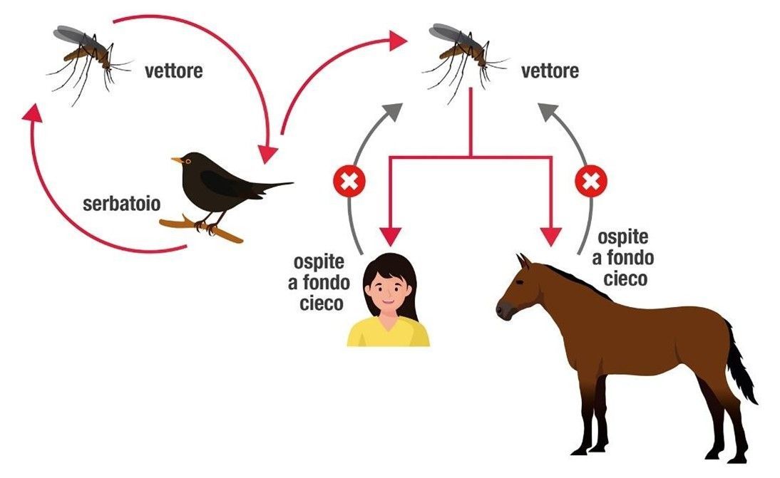 Ciclo di diffusione del virus West Nile