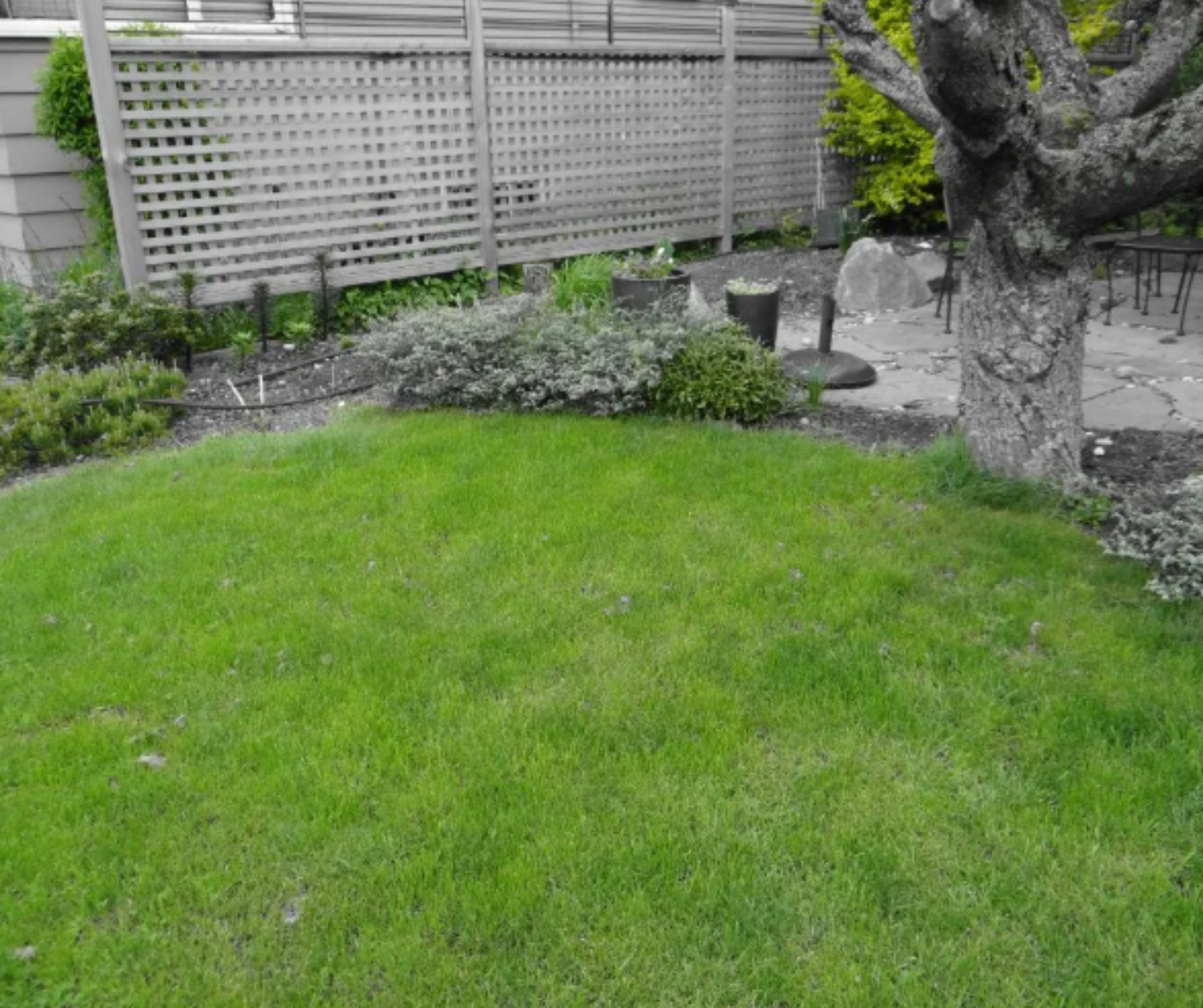 Green lawn beside a wooden fence and tree in a small garden