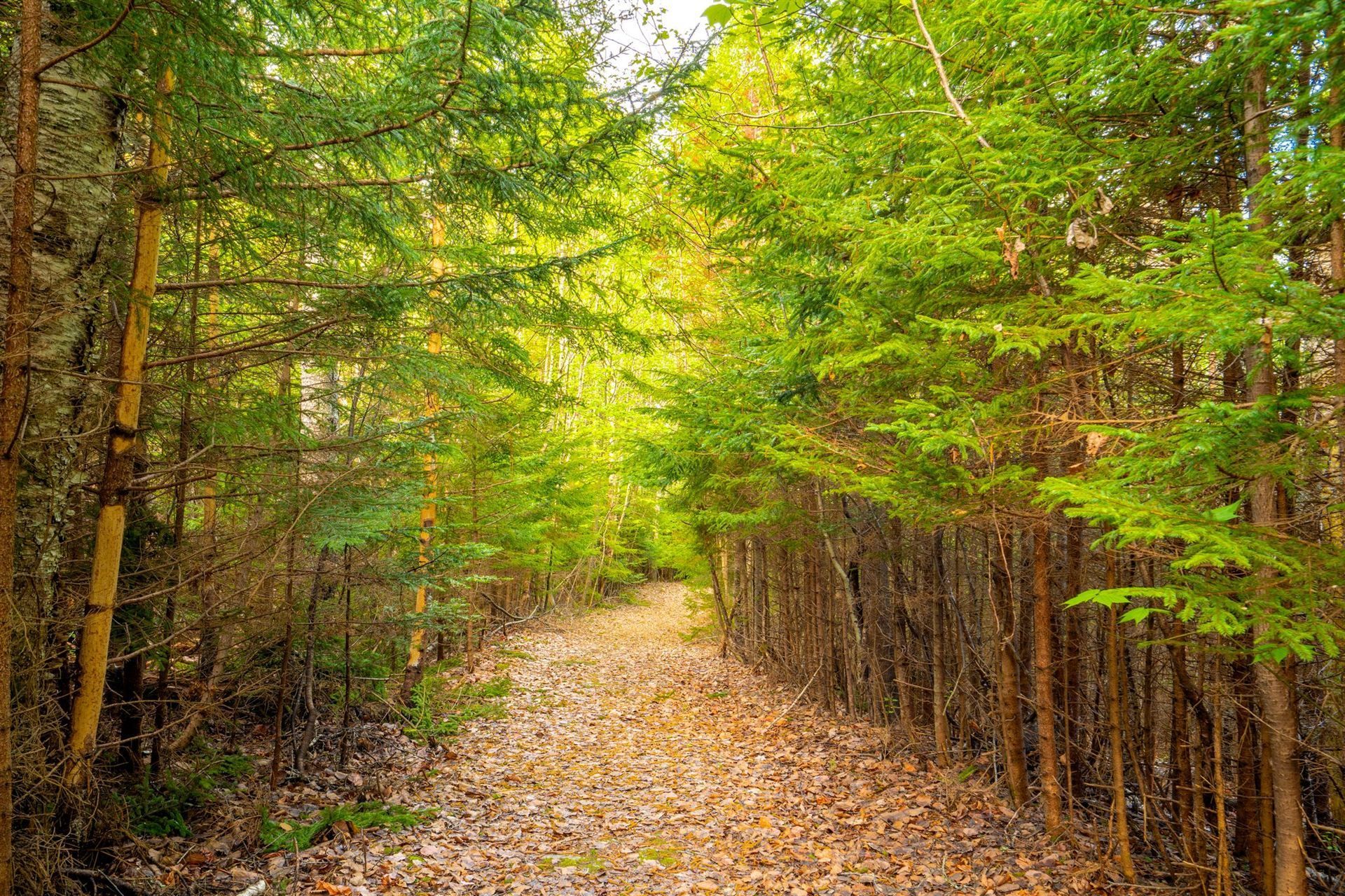 A path covered in fallen leaves winds through a sunlit forest with tall trees and lush green foliage.