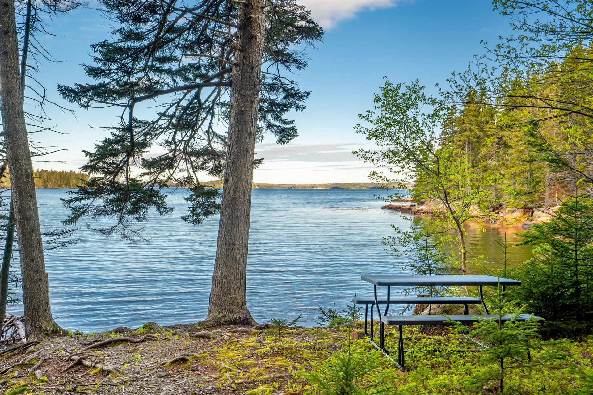 Picnic table overlooking a lake, with trees framing the view. Sunny day, blue water and sky.