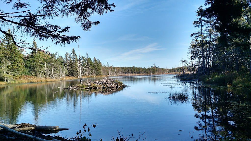 A lake surrounded by trees on a sunny day
