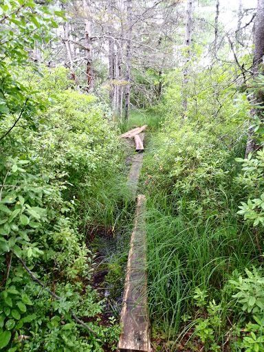 A wooden bridge in the middle of a lush green forest.