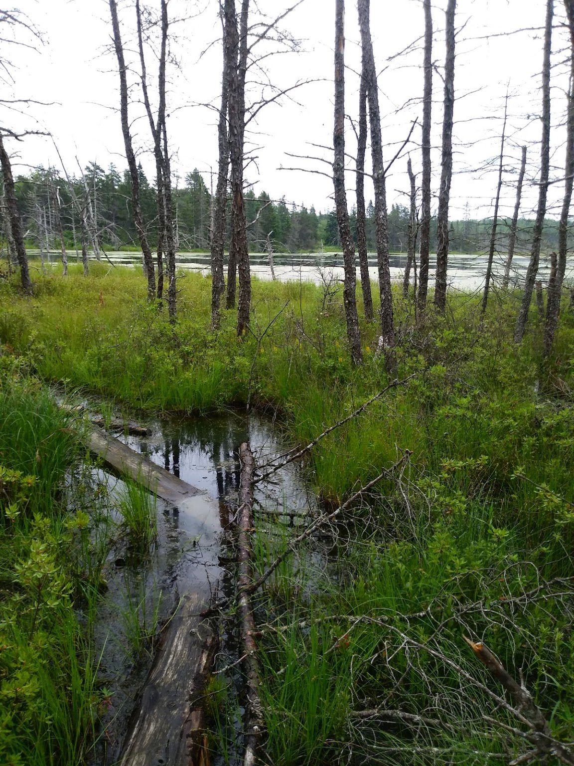 A swamp with trees and a log in the middle of it.