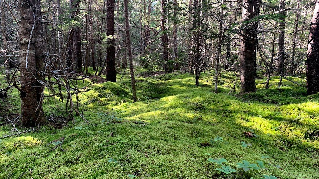 A forest filled with lots of trees and moss.