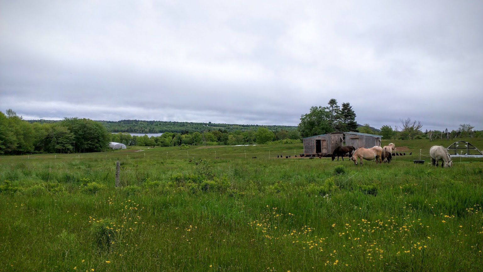 A herd of sheep are grazing in a grassy field.
