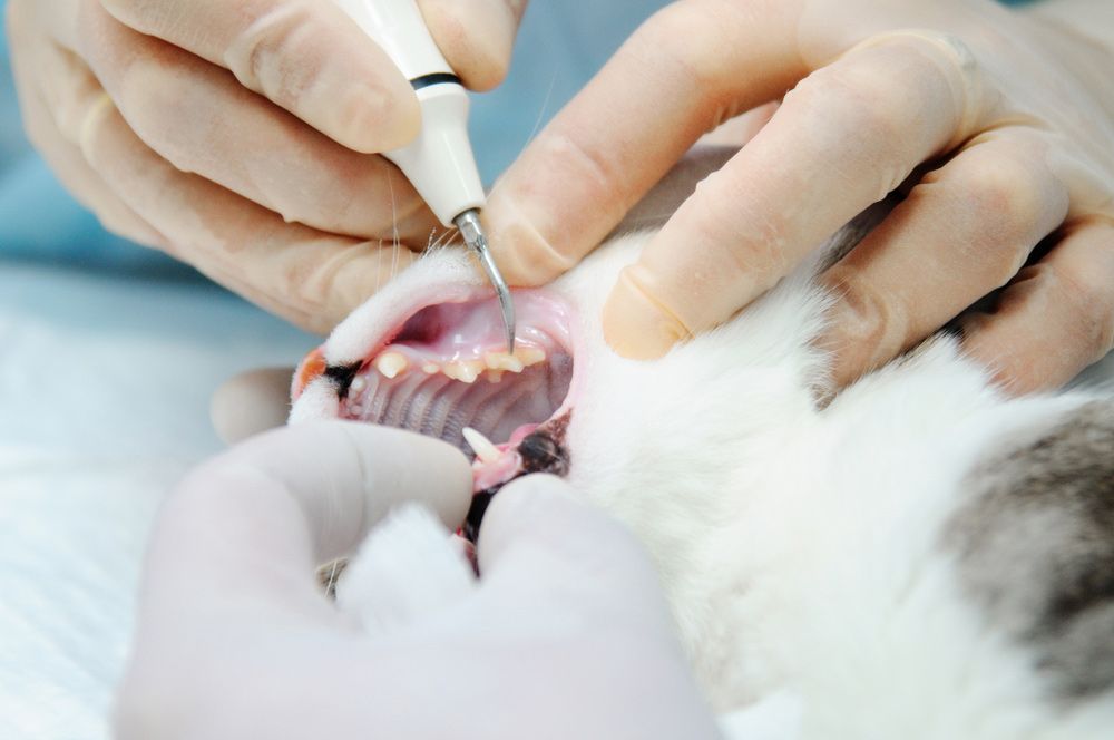 A Cat Is Getting Its Teeth Examined By A Dentist — Blue & White Veterinary Clinic In Coffs Harbour, NSW