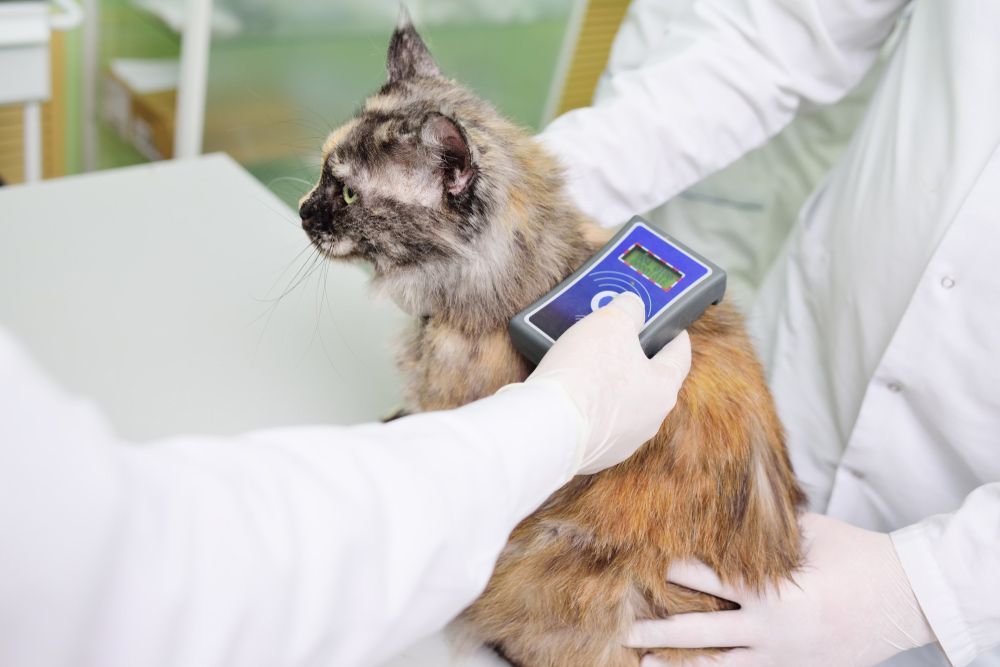 A Cat Is Being Scanned By A Veterinarian With A Device — Blue & White Veterinary Clinic In Coffs Harbour, NSW