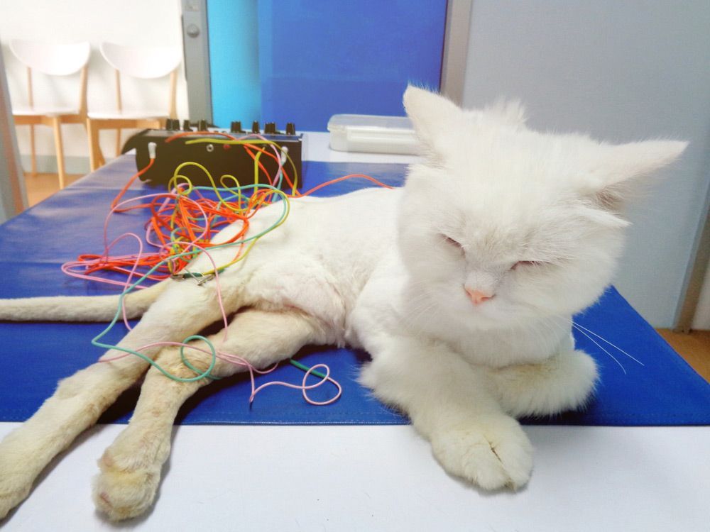 A White Cat Is Laying On A Table With Its Eyes Closed — Blue & White Veterinary Clinic In Coffs Harbour, NSW
