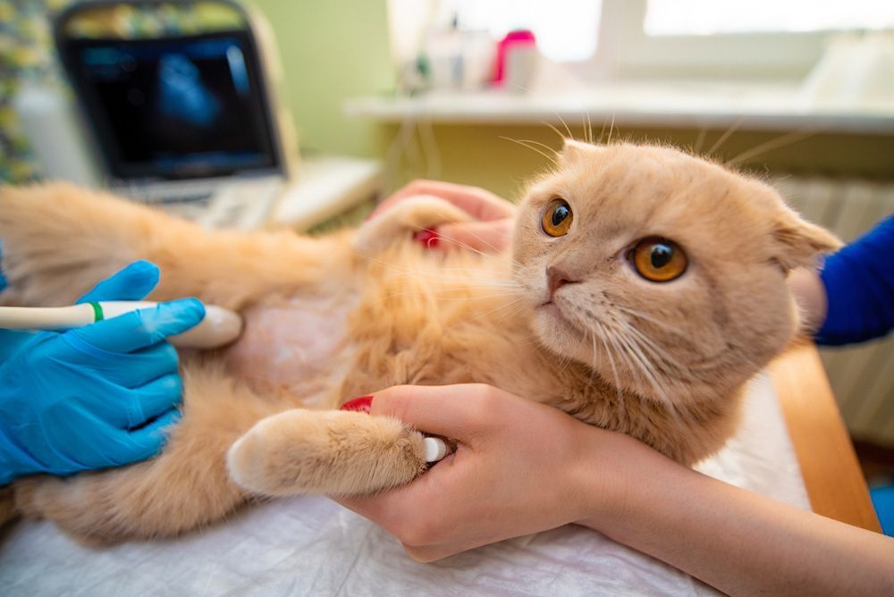 A Cat Is Being Examined By A Veterinarian In A Veterinary Clinic — Blue & White Veterinary Clinic In Coffs Harbour, NSW