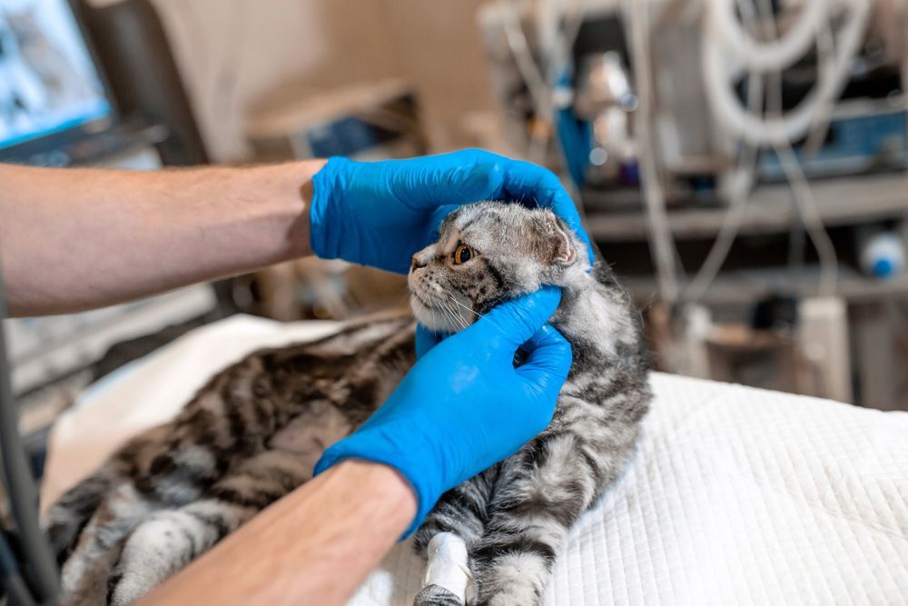 A Cat Is Being Examined By A Veterinarian In A Hospital — Blue & White Veterinary Clinic In Coffs Harbour, NSW