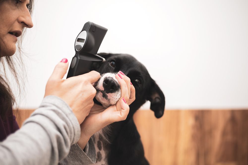 A Woman Is Taking A Picture Of A Dog With A Camera — Blue & White Veterinary Clinic In Coffs Harbour, NSW