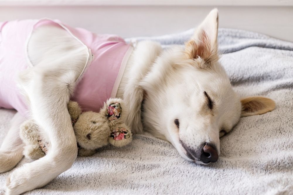 A White Dog Is Laying On A Bed With A Teddy Bear — Blue & White Veterinary Clinic In Coffs Harbour, NSW