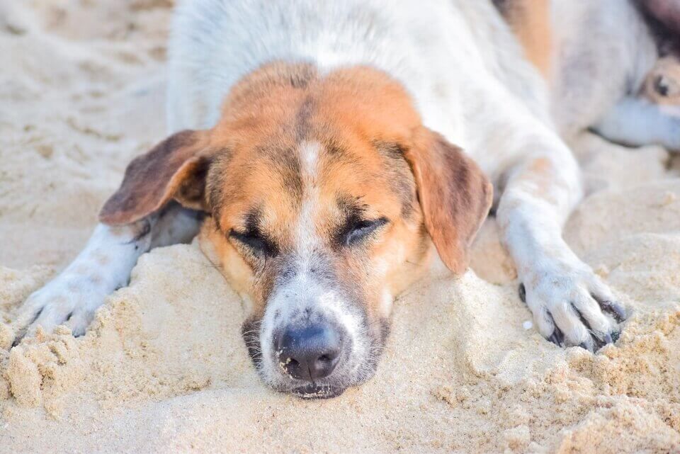 Dog Is Laying In The Sand On The Beach — Blue & White Veterinary Clinic In Coffs Harbour, NSW