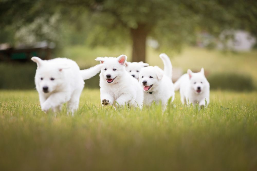 Group Of White Puppies Running In A Field — Blue & White Veterinary Clinic In Coffs Harbour, NSW