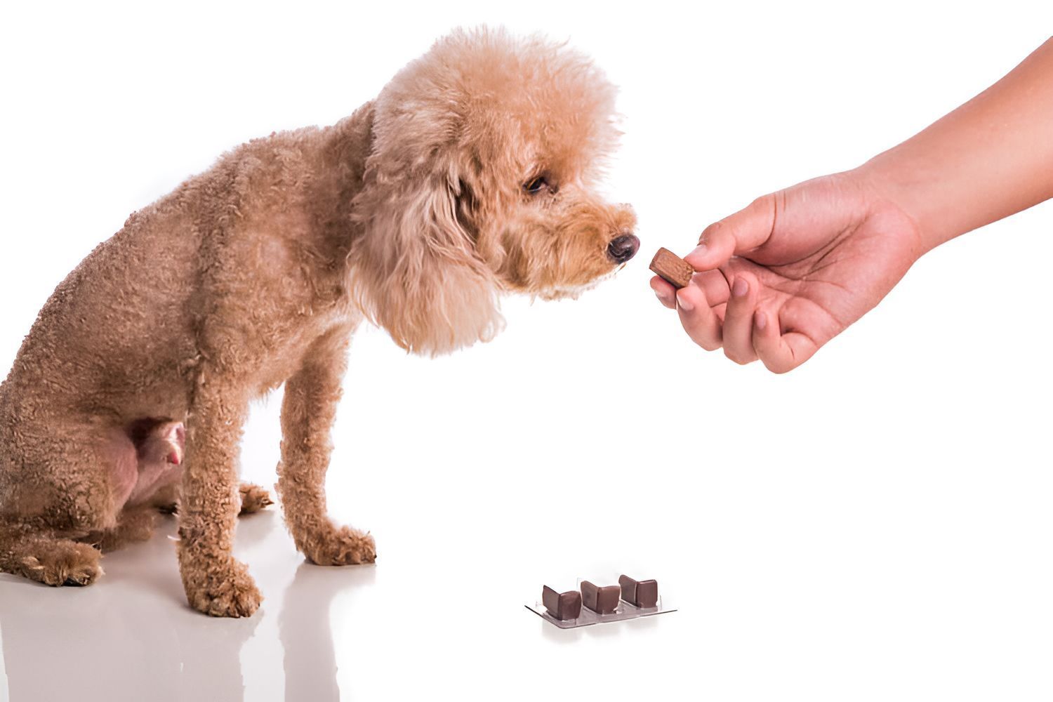 A Person Is Feeding A Small Dog A Treat — Blue & White Veterinary Clinic In Coffs Harbour, NSW